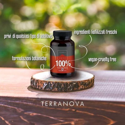 TERRANOVA Chaga (500 mg)  50 CPS